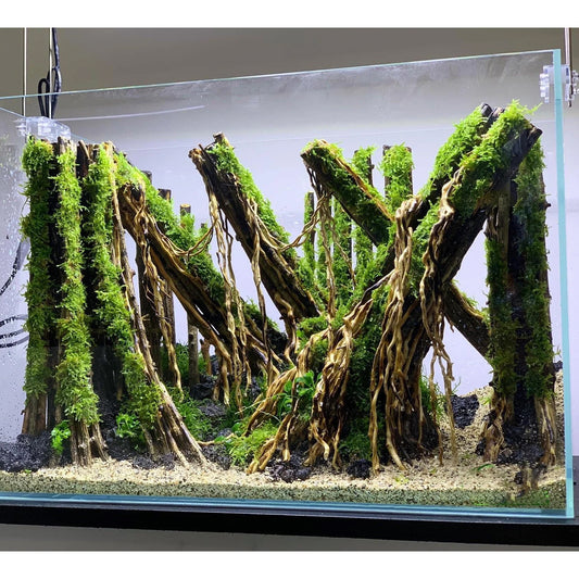 Natural Driftwood Aquarium Decor | Perfect for Aquascaping