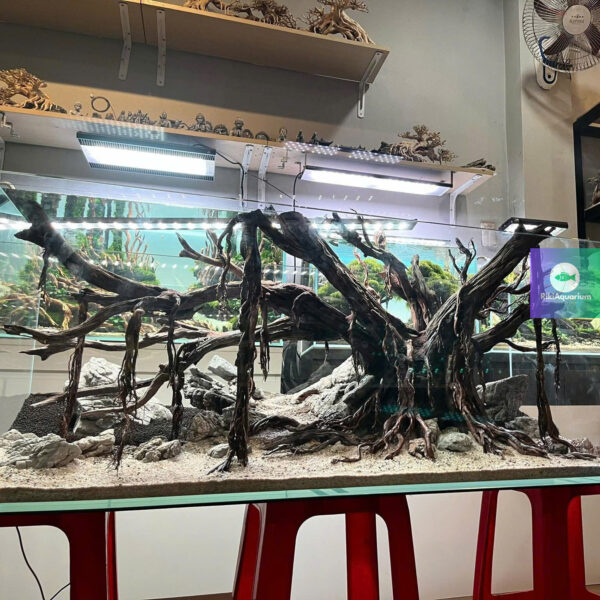aquarium aquascaping