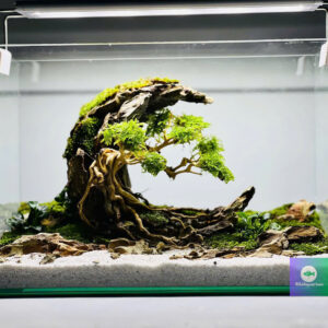 aquarium decoration