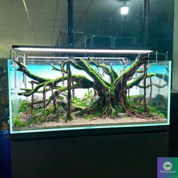 fish tank