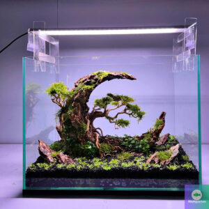 aquascaping