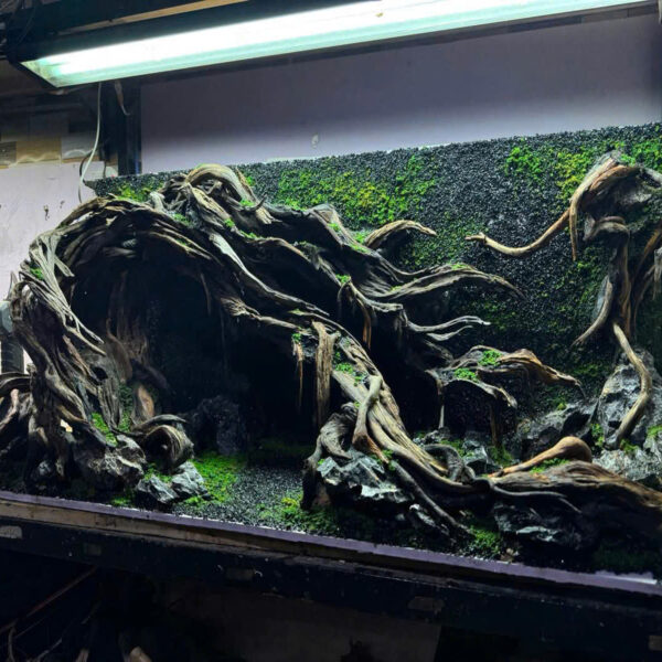 Aquascape backgroud - Image 6