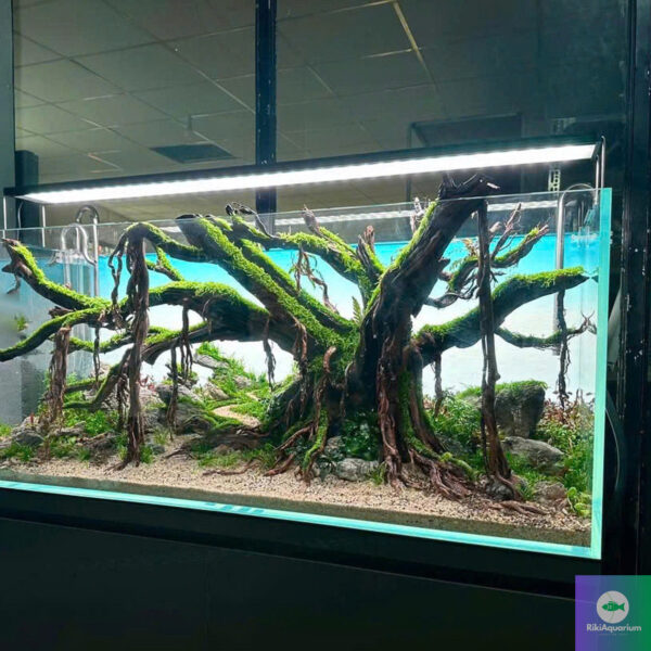aquascaping