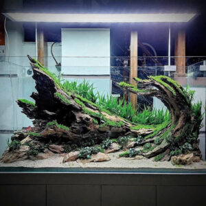 aquarium decor
