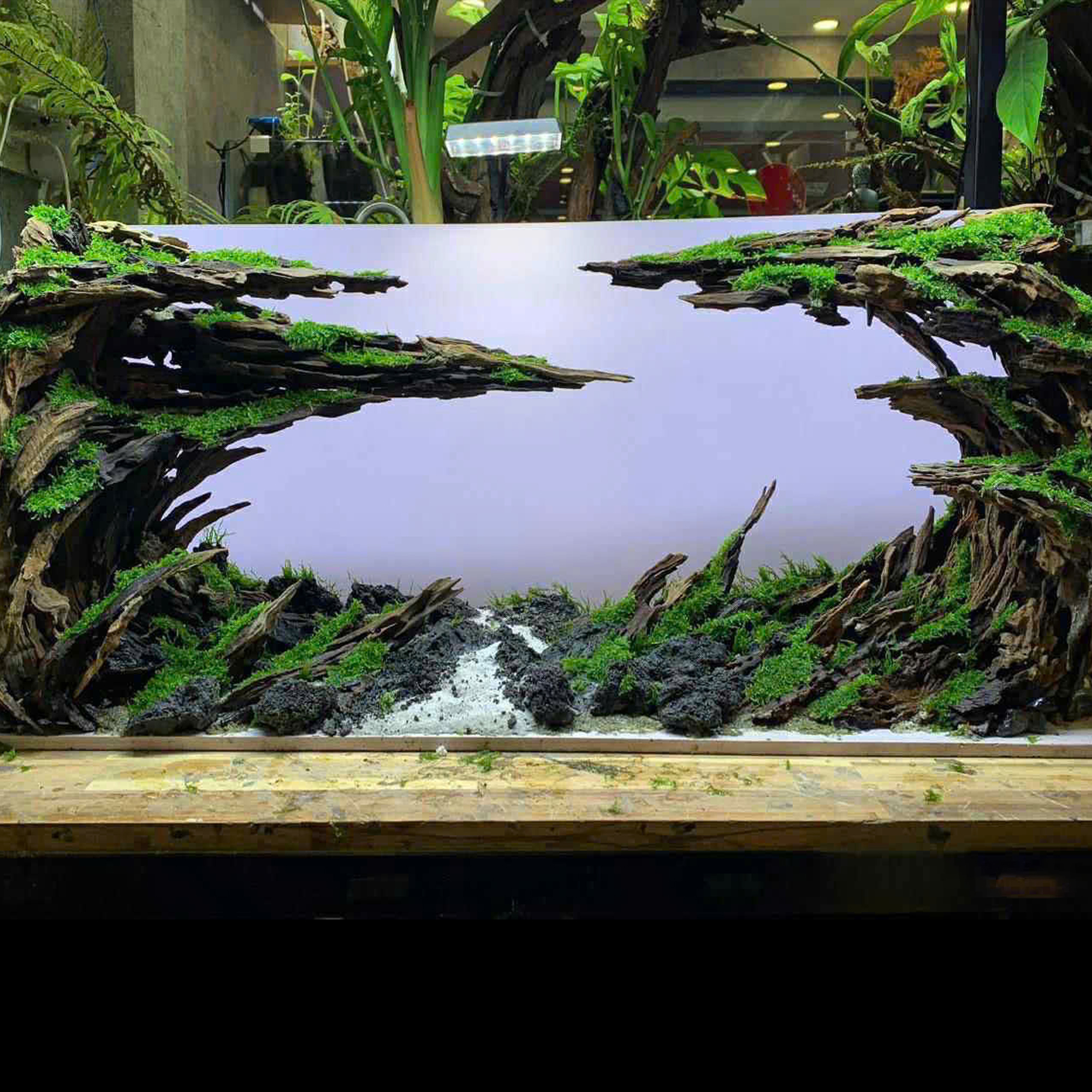 Aquarium decor,Aquascaping,Jungle aquascape
