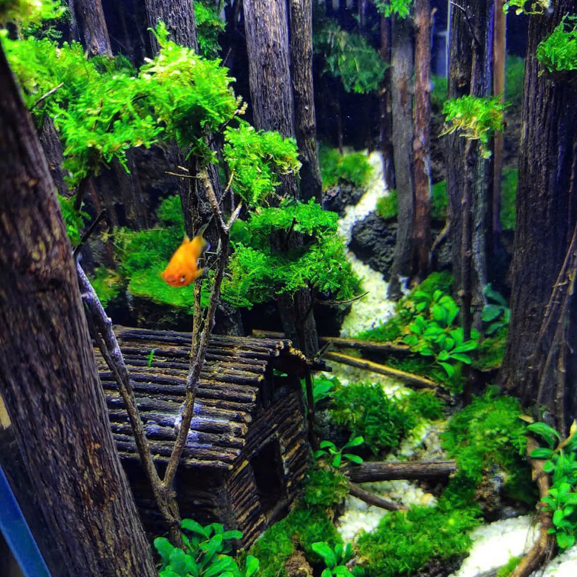 Forest Aquascape Aquarium, Aquarium Hardscape - Image 7