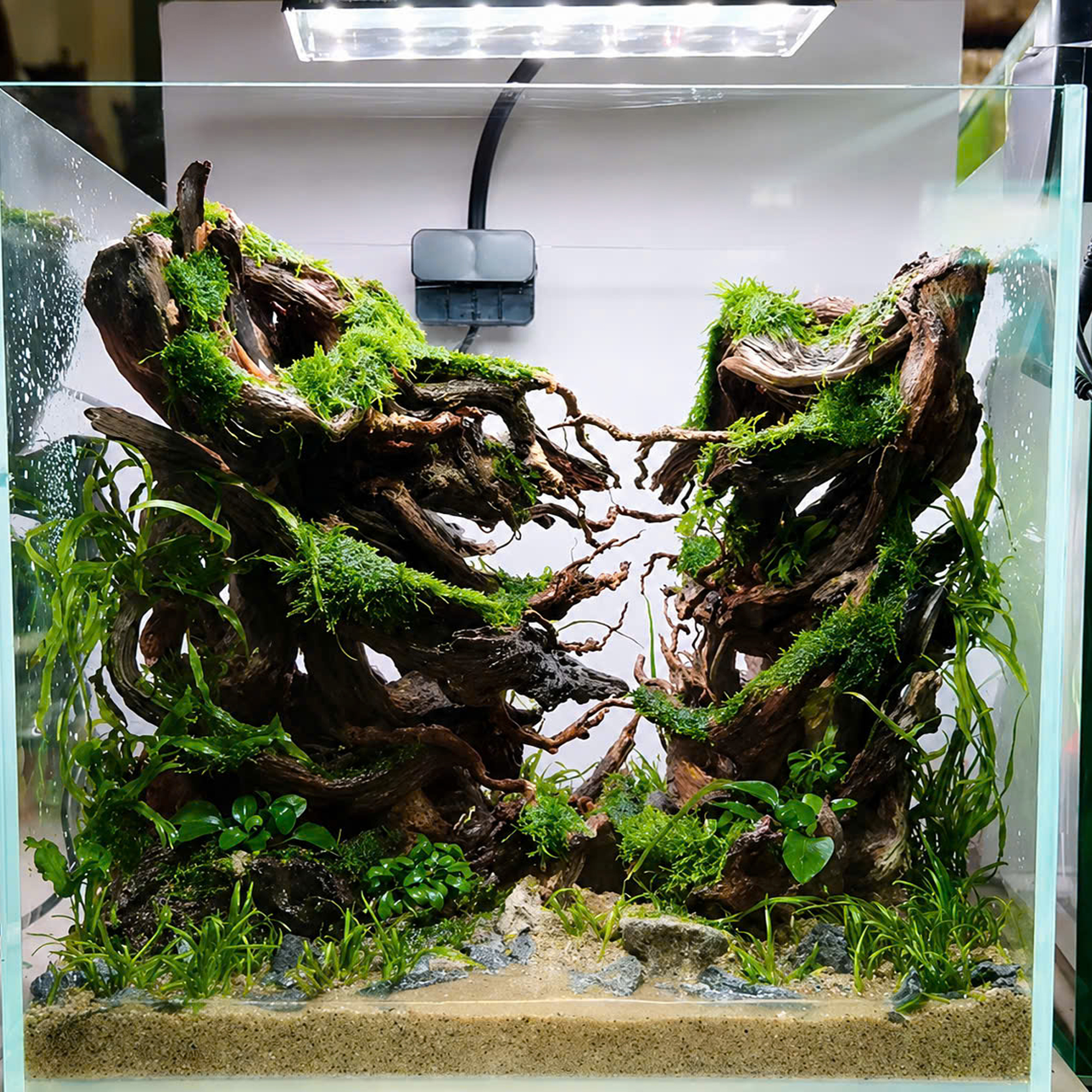 Unique Forest Aquascaping, Aquarium Hardscape