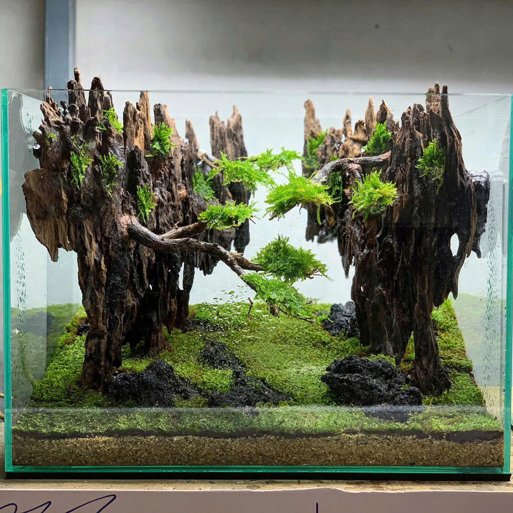 aquascape design